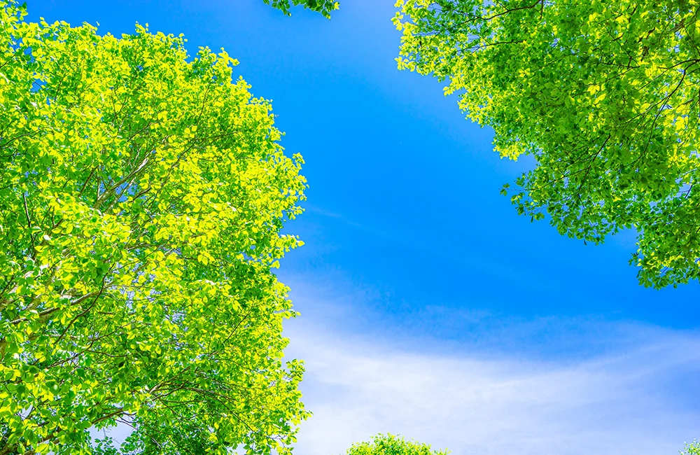 人と環境に配慮した塗料を使用しています。